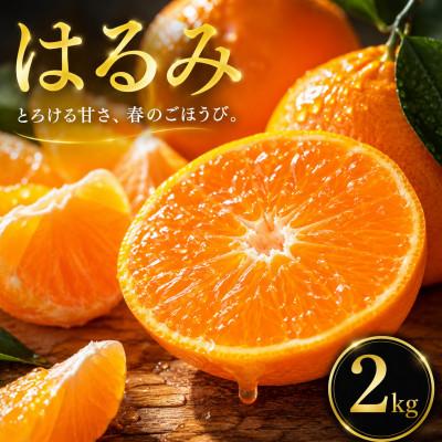 ふるさと納税 松山市 【選ぶならこれ】ぷちぷち食感【はるみ】2kg　愛媛県産 | 