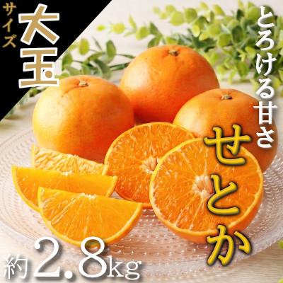 ふるさと納税 八幡浜市 愛媛の柑橘の代名詞!「せとか」大玉約2.8kg入[28-48]