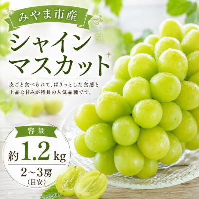 ふるさと納税 みやま市 [2026年9月上旬より順次発送予定]みやま市産シャインマスカット 約1.2kg