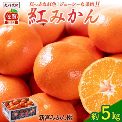 ふるさと納税 太良町 [11月上旬より順次発送]新宮みかん園 紅みかん 約5kg (太良町)[L59×1]