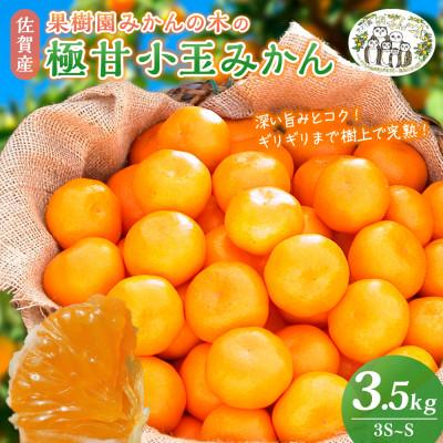 ふるさと納税 太良町 [先行受付11月上旬より順次発送]果樹園みかんの木の極甘小玉みかん約3.5kg 太良町[L48×1]