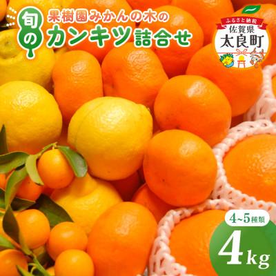 ふるさと納税 太良町 果樹園みかんの木の旬のカンキツ詰合せ 約4kg (太良町)[M103×1]