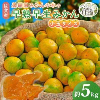 ふるさと納税 太良町 果樹園みかんの木の早熟早生みかん小玉サイズ 約5kg(太良町)[M104×1]
