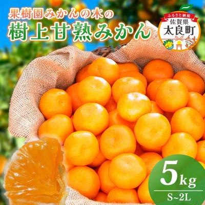 ふるさと納税 太良町 [11月中旬より順次発送]果樹園みかんの木の樹上甘熟みかん 約5kg(太良町)[N22×1]