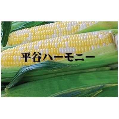 ふるさと納税 平谷村 とうもろこし 平谷ハーモニー 平谷村産