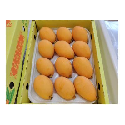 ふるさと納税 長崎市 長崎市産露地びわ(千々(ちぢ)んびわ)約600g(9玉または12玉) | 
