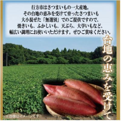 ふるさと納税 行方市 9月中旬より発送　令和8年度産　訳あり・無選別行方台地のさつまいも　紅はるか約7kg　CU-55-7 |  | 01