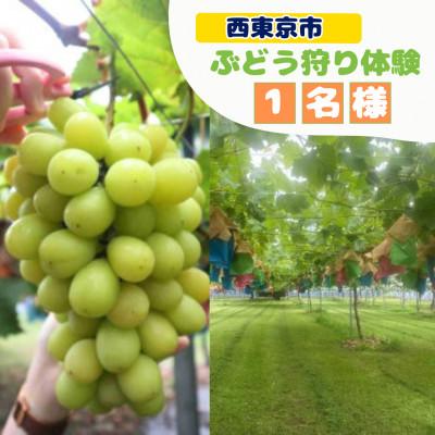 ふるさと納税 西東京市 西東京市産ぶどう狩り体験(シャインマスカット)※2房収穫 1名様