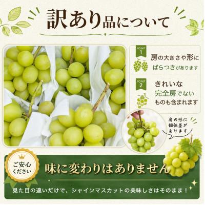 ふるさと納税 塩尻市 約1.5kg!! 訳あり シャインマスカット (2〜3房