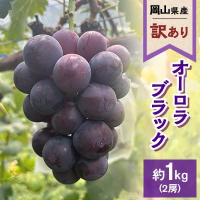 ふるさと納税 浅口市 [訳あり]2026年発送 岡山県産 オーロラブラック2房 合計約1kg 常温配送