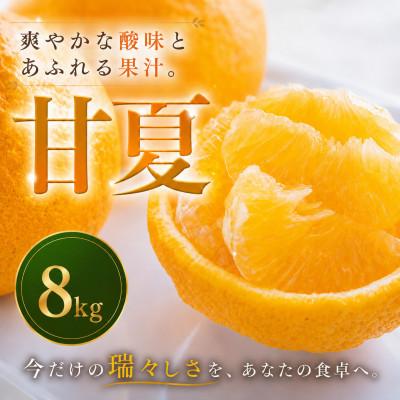ふるさと納税 松山市 甘さより先に、爽やかさが来る。愛媛・甘夏8kg