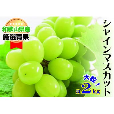 ふるさと納税 九度山町 [大人気]シャインマスカット約2kg(4〜5房)★8月上旬から8月下旬順次発送★