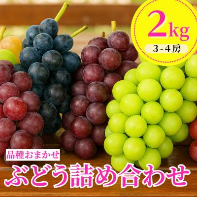 ふるさと納税 鶴岡市 [令和8年産先行予約] ぶどう詰め合わせ(品種おまかせ) 2kg(3〜4房)