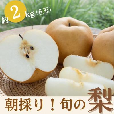 ふるさと納税 大村市 [産直松吉]朝採りおまかせ!旬の梨 約2kg(6玉)