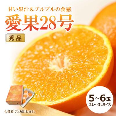 ふるさと納税 松山市 [2026年11月中旬頃から順次発送予定]愛果[秀品]約1.5kg(5〜6玉/2L〜3L)化粧箱入