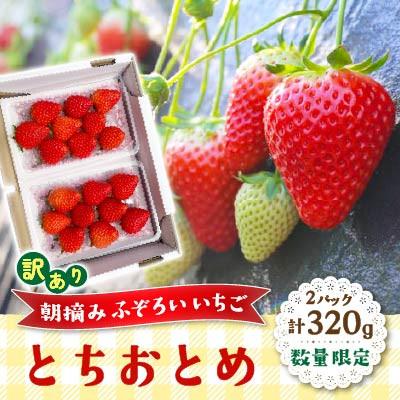 ふるさと納税 矢板市 数量限定 訳あり 朝摘みふぞろいいちご「とちおとめ」2パック 320g 2027年1月中旬〜発送開始