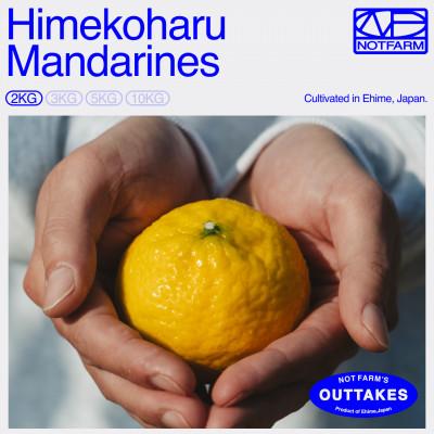ふるさと納税 八幡浜市 [OUTTAKES]訳あり 媛小春2kg 愛媛県産 EHIME HIMEKOHARU[99-23]