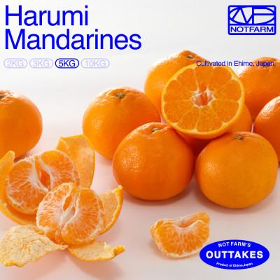 ふるさと納税 八幡浜市 [OUTTAKES]訳あり はるみ5kg 愛媛県産 EHIME HARUMI[99-14]