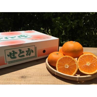 ふるさと納税 印南町 [2027年2月下旬より順次発送]和歌山県産 せとか 化粧箱入り (11〜15玉)[まごころ手選別]