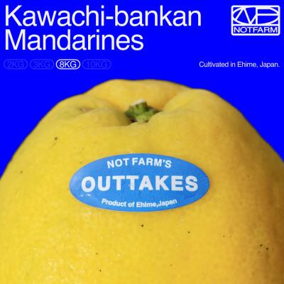ふるさと納税 八幡浜市 [OUTTAKES]訳あり 河内晩柑8kg 愛媛県産 KAWACHI BANKAN[99-3]