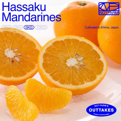 ふるさと納税 八幡浜市 [OUTTAKES]訳あり 八朔5kg 愛媛県産 EHIME HASSAKU[99-1]