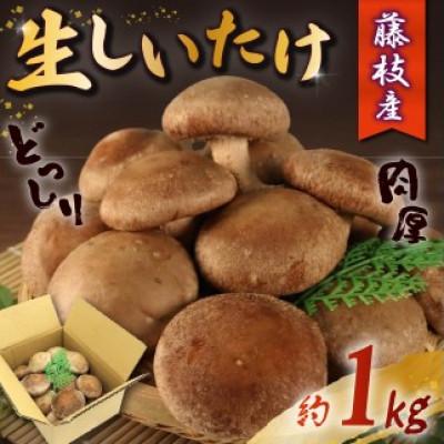 ふるさと納税 藤枝市 生しいたけ 約1kg