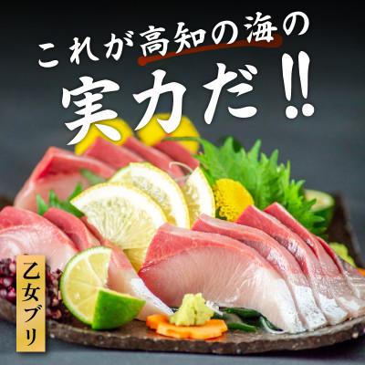 ふるさと納税 須崎市 乙女 ブリ 800~1000g お刺身用 柵 |  | 01