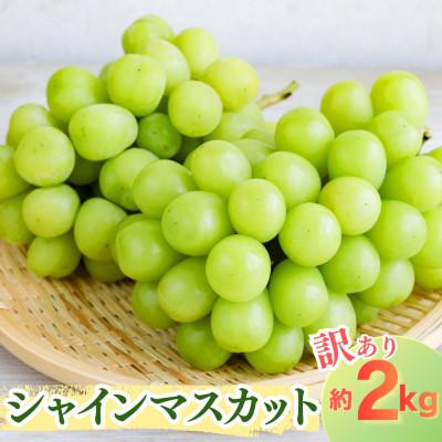 ふるさと納税 飯豊町 [訳あり]山形県飯豊町産 シャインマスカット 約2kg