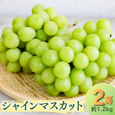 ふるさと納税 飯豊町 山形県飯豊町産シャインマスカット(2房)約1.2kg