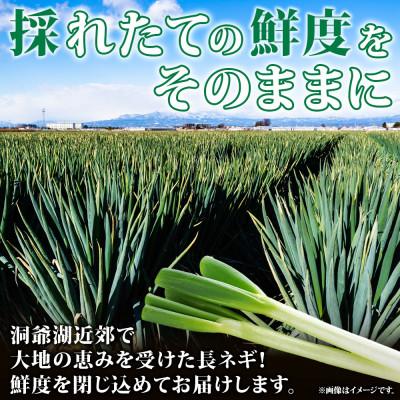 ふるさと納税 洞爺湖町 北海道産 洞爺湖近郊 長ねぎ 1/2本×12袋 小分け カット済 |  | 02