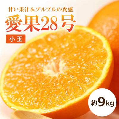 ふるさと納税 松山市 [2026年11月中旬頃から順次発送予定][小玉]愛果28号 約9kg