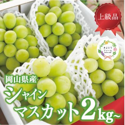 ふるさと納税 新見市 シャインマスカット 3-5房/計2kg〜 (岡山県産) 果樹園こだわりの「きよとう」シャイン!