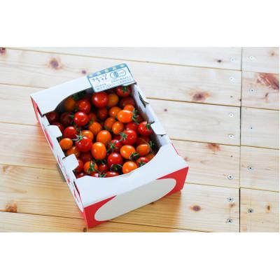 ふるさと納税 北広島市 [有機JAS認定]きたいろトマト1.2kg×1箱 9月下旬まで順次発送