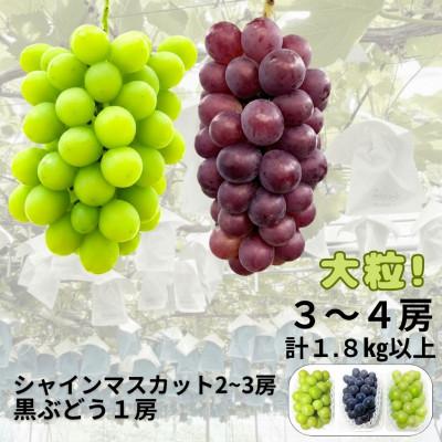 ふるさと納税 和泉市 [先行受付]大粒ぶどう3〜4房 合計1.8Kg以上(シャインマスカット2〜3房+黒ぶどう1房)