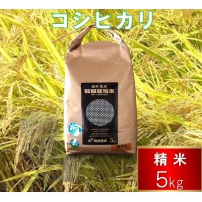 ふるさと納税 越前市 令和7年度 特別栽培米 コシヒカリ 5kg