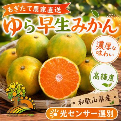 ふるさと納税 九度山町 濃厚な味わいゆら早生みかん 約2kg (nuk003-yura-2)