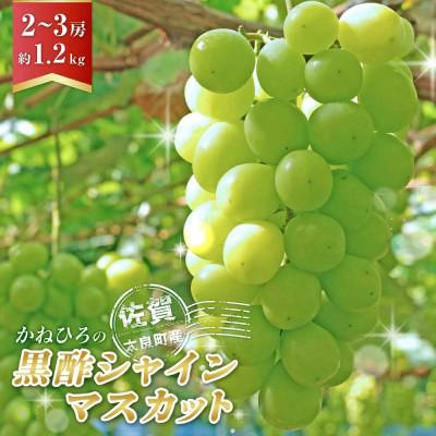 ふるさと納税 太良町 かねひろの「黒酢シャインマスカット」2〜3房(約1.2kg)[NB12×1]
