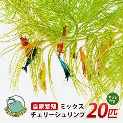 ふるさと納税 指宿市 自家繁殖ミックスチェリーシュリンプ20匹+マツモ付き (IB167-001)