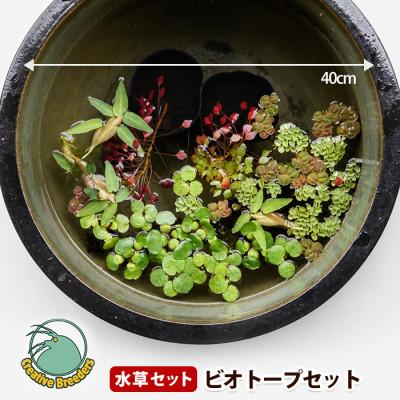 ふるさと納税 指宿市 ビオトープセット (IB167-002) 浮草 水草セット