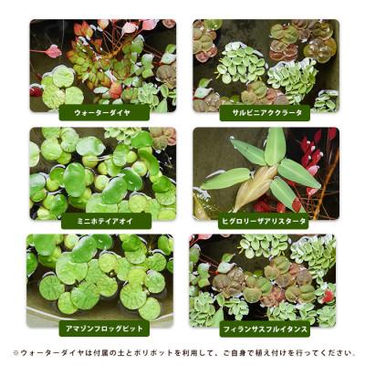 ふるさと納税 指宿市 ビオトープセット (IB167-002)  浮草 水草セット |  | 01