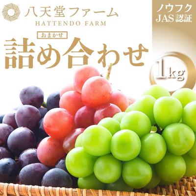 ふるさと納税 竹原市 八天堂ぶどう園 おまかせ葡萄詰め合わせ 家庭用 1kg ノウフクJAS認証