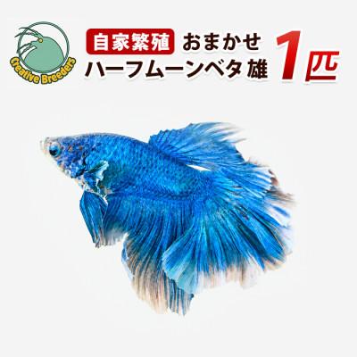ふるさと納税 指宿市 おまかせハーフムーンベタ 雄 1匹 (IB167-003)