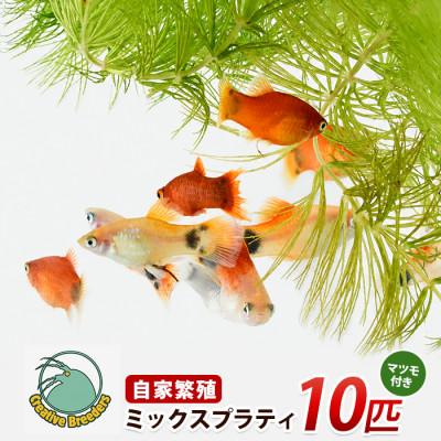 ふるさと納税 指宿市 ミックスプラティ10匹+マツモ付き (IB167-004)