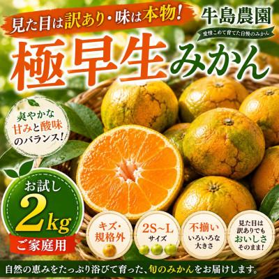 ふるさと納税 玉名市 見た目は訳あり・味は本物! 極早生みかん お試し約2kg 牛島農園 (玉名市)