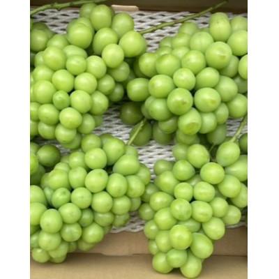 ふるさと納税 東かがわ市 加工品作りに最適!! 加工用ぶどう 約2kg
