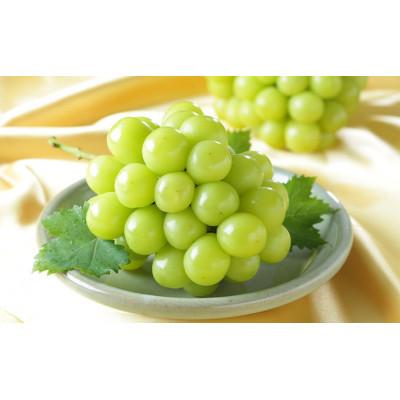 ふるさと納税 高梁市 岡山県産 2026年発送 シャインマスカット 晴王 約500g×2房 計1kg 種無し