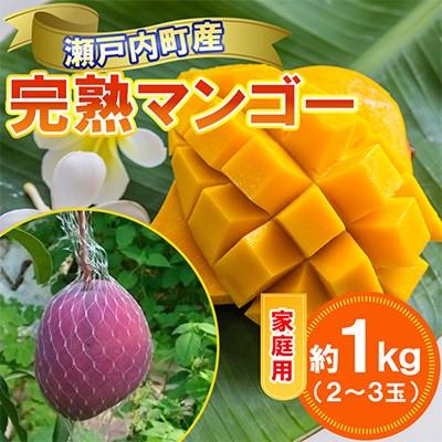 ふるさと納税 瀬戸内町 ご家庭用奄美マンゴー約1kg(2〜3玉入り)