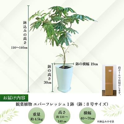 ふるさと納税 南九州市 観葉植物 エバーフレッシュ8号サイズ1鉢 |  | 02