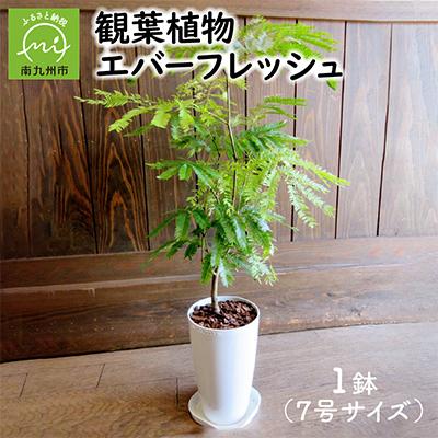 ふるさと納税 南九州市 観葉植物 エバーフレッシュ7号サイズ1鉢 | 