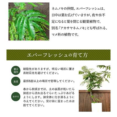 ふるさと納税 南九州市 観葉植物 エバーフレッシュ7号サイズ1鉢 |  | 01